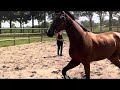 Dressage horse Leuke 3-jarige dressuurmerrie
