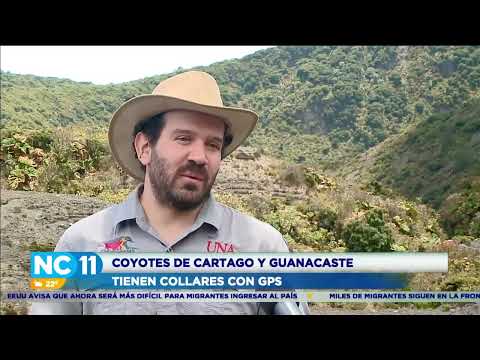 ¿Por qué se están investigando a los coyotes en Costa Rica?