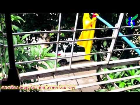 ธงเหลืองสัญญาวิกฤติ-โควิดใย่าง ธงเหลืองสัญญาวิกฤติ-โควิดใย่าง