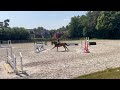 Show jumping horse top hunter, springpaard  en eventing vooruitzicht