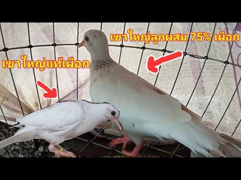 นกเขาใหญ่เผือกลูกผสม-75%-(นกเข นกเขาใหญ่เผือกลูกผสม-75%-(นกเข