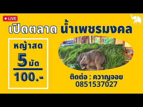 การถ่ายทอดสดของElephantstor