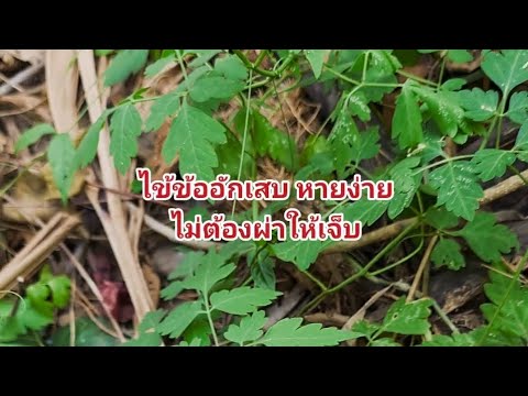 ไขข้ออักเสบแก้ได้เห็นผลดียิ่งน