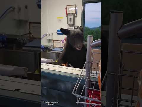 Black bear breaks into concession stand and freaks out employee