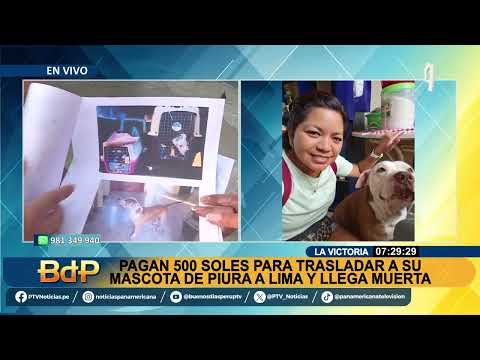 Familia denuncia que pagaron S/ 500 para trasladar a su perrito de Lima a Piura, pero llegó muerto