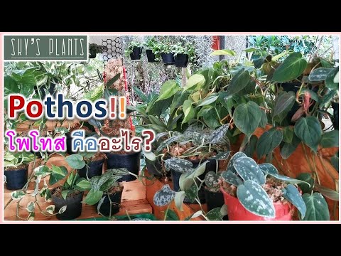 Pothos-คืออะไร-พลูมีกี่ประเภท- Pothos-คืออะไร-พลูมีกี่ประเภท-