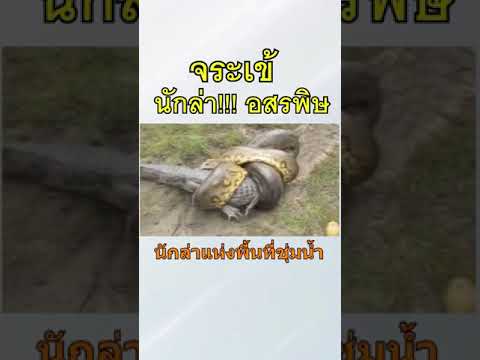 นี่คือนักล่าอสรพิษแห่งพื้นที่ช