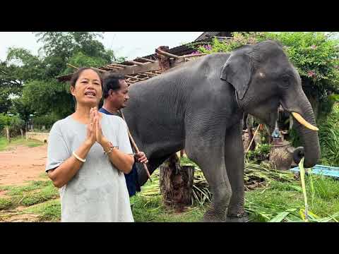 สุขสันต์วันเกิดป้าเป็ดน้อยมีคว