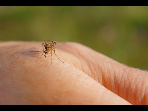 Nos están invadiendo los mosquitos