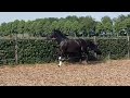 Dressage horse Prachtige zwarte merrie