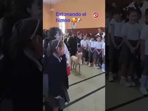 #Copito el #Perro que fue adoptado por un #colegio y #canta el #himno #viral #Animales