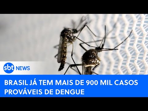 SBT News na TV: Brasil tem mais de 900 mil casos e 195 mortes confirmadas por dengue