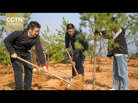 El 12 de marzo se celebra el 46º Día Nacional de la Plantación de Árboles en China
