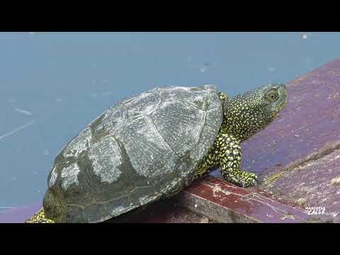 Curiosidades de las tortugas