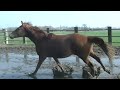 Dressage horse 2 y old stallion