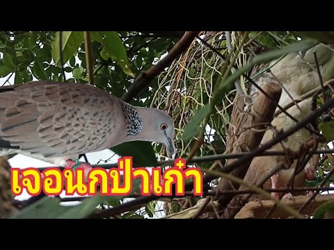 ฝึกต่อนกเขาใหญ่ลูกผสม-75-สายเล ฝึกต่อนกเขาใหญ่ลูกผสม-75-สายเล