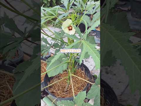 ปลูกผักในเข่งทำสวนgardening