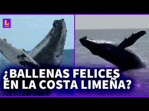 ¿Por qué hay ballenas saltando en la costa limeña?