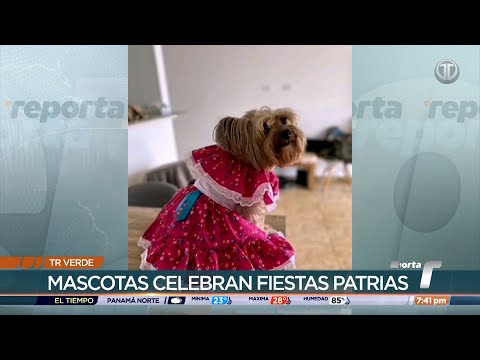 TR Verde: Mascotas celebran las fiestas patrias