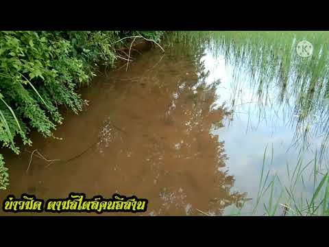 ทุ่งนายามเช้าบรรยากาศดีเลยครับ ทุ่งนายามเช้าบรรยากาศดีเลยครับ