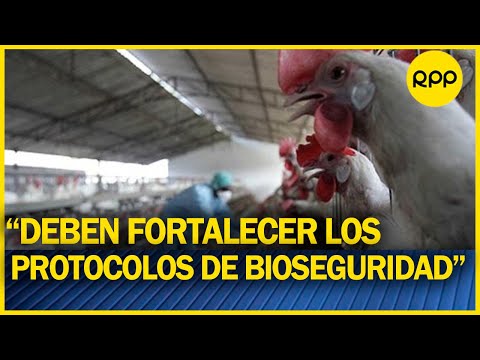 Jorge Mantilla: “es bastante baja la transmisibilidad del virus del ave hacia el humano”