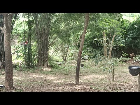 สะสาง สะสาง