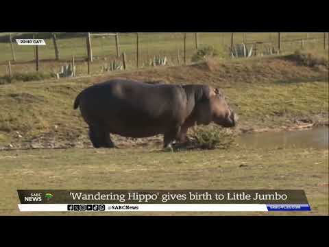 'Wandering Hippo' gives birth to Little Jumbo