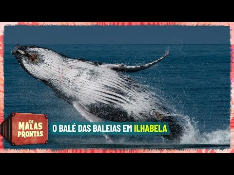 Como ver baleias em Ilhabela