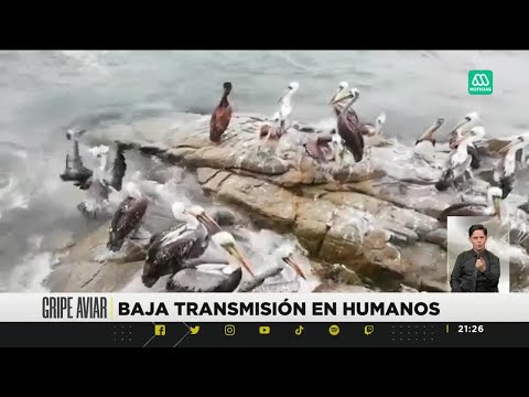 Gripe aviar en Chile: ¿Cómo se transmite el virus y cuál es el riesgo para los humanos?