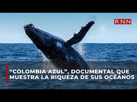 “Colombia Azul”, el documental que muestra la riqueza de sus océanos y la necesidad de protegerlos