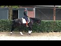 Dressage horse Black stallion