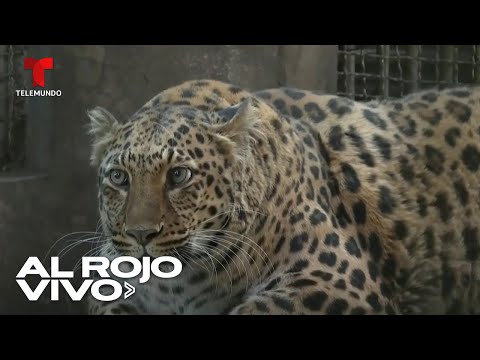 Ponen a dieta a un leopardo de un zoológico de China