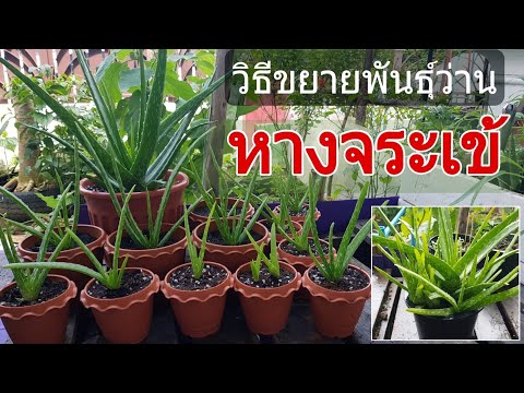 วิธีขยายพันธุ์ว่านหางจระข้ วิธีขยายพันธุ์ว่านหางจระข้