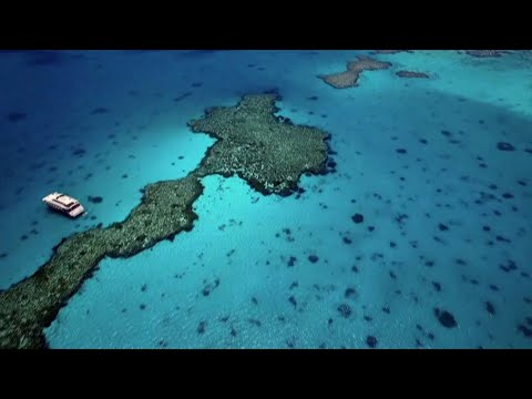 Unesco : la Grande Barrière de corail bientôt classée site « en danger » 