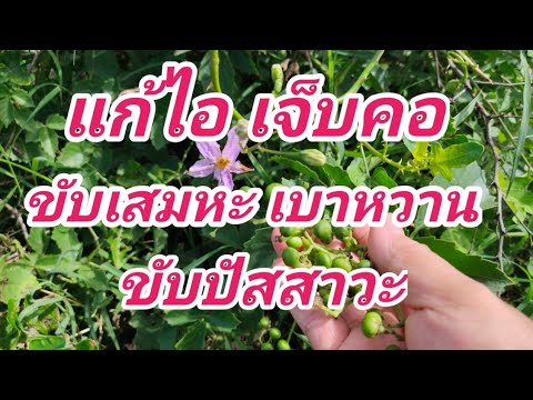สมุนไพรไทย-สรรพคุณ-แก้ไอ-แก้เจ สมุนไพรไทย-สรรพคุณ-แก้ไอ-แก้เจ