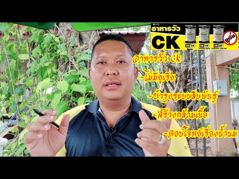 อาหารวัว-CK-เพิ่มสารอาหารที่จำ อาหารวัว-CK-เพิ่มสารอาหารที่จำ