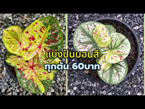 แบ่งปันบอนสีทุกต้น60|เบิดชัยบ