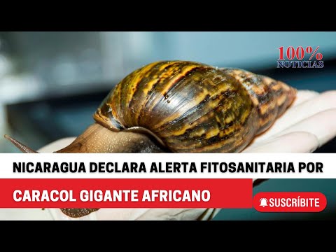 Nicaragua declara alerta fitosanitaria por caracol gigante africano