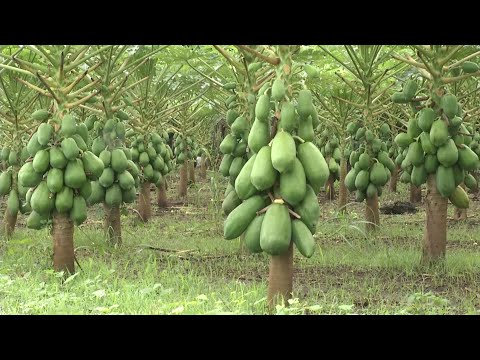 Hechos del Agro - Cosecha de papaya y coco enano