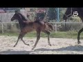 Dressage horse Toto Jr hengstveulen uit elite sport Inter I merrie!
