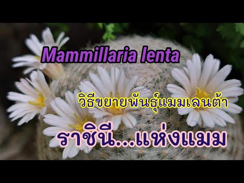 Mammillarialenta|แมมเลนต้า|วิ