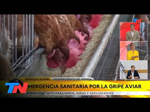 Gripe aviar: refuerzan los controles e inician negociaciones para retomar las exportaciones