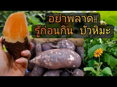 บัวหิมะพื้ชมหัศจรรย์🍠รู้ก่อนก