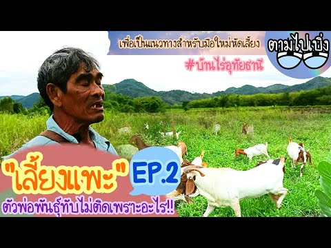 เลี้ยงแพะตัวพ่อพันธุ์ทับไม่ติด เลี้ยงแพะตัวพ่อพันธุ์ทับไม่ติด