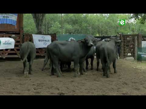 Se llevó adelante la expo búfalos 2024 en el predio ferial de la Sociedad Rural de Corrientes