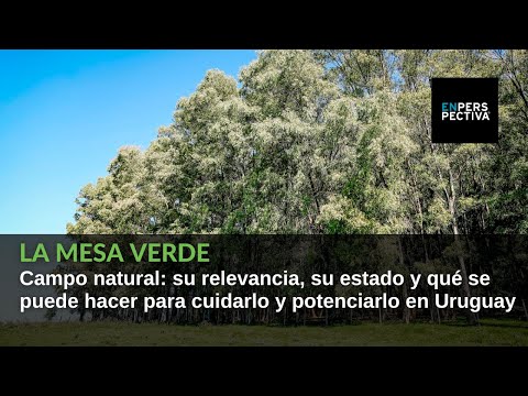 Campo natural: su relevancia, su estado y qué se puede hacer para cuidarlo y potenciarlo en Uruguay