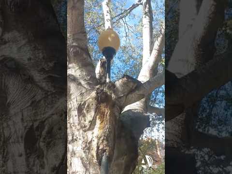 El árbol atrapa farolas de San José, un vecino con muchos años de historia