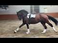 Dressage horse Pavarotti