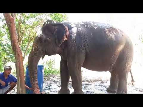 พาน้องช้างเดินเที่ยวก้นจ้า🐘🐘🐘🌿 พาน้องช้างเดินเที่ยวก้นจ้า🐘🐘🐘🌿