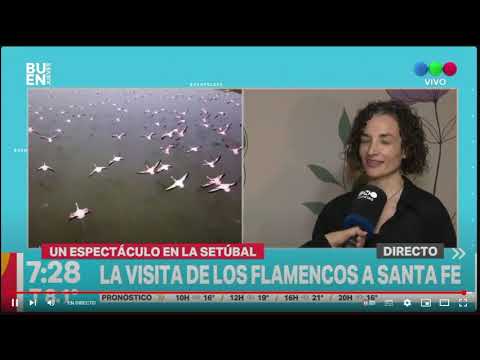 Los flamencos visitan Santa Fe